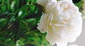 floral compliment card,&nbsp;floral compliment ecard,&nbsp;floral compliment greeting card