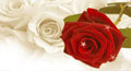 I Love You,&nbsp;