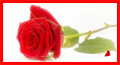 I Love You,&nbsp;