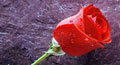 valentine day rose,&nbsp;rose card,&nbsp;rose postcards