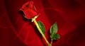 love quotes with flowers,&nbsp;quotes with rose,&nbsp;i love you quotes